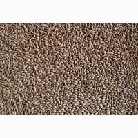 Органічна Пшениця Цільнозернова, 25кг мішок, сертифікована