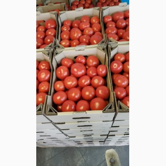 Куплю помидоры