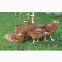 Курячі яйця для інкубації РедБро
