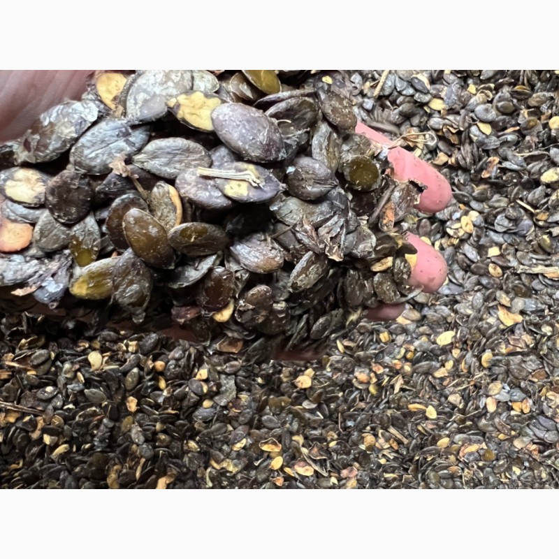 Фото 3. Продам насіння гарбуза Динька голонасінна Динька