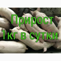 Поросята большими партиями (от 100 голов)