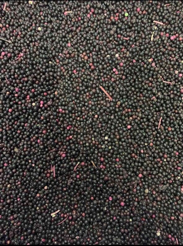 Фото 3. Продам замороженные ягоды Бузина, малина, Рябина, Черника