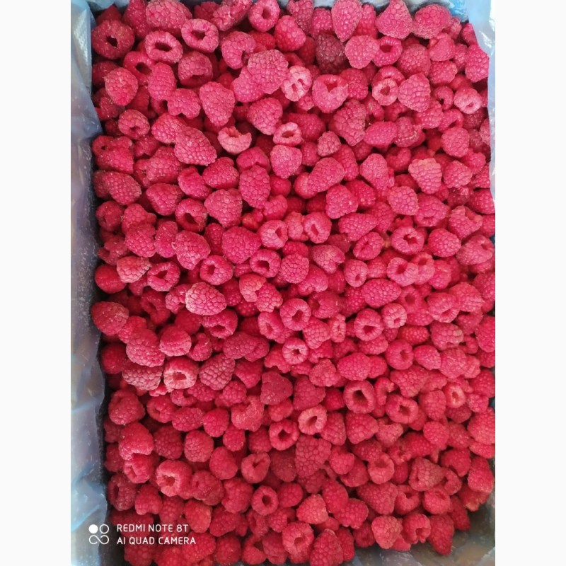 Фото 4. Продам замороженные ягоды Бузина, малина, Рябина, Черника