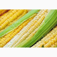 Семена кукурузы ДН Рубин / п.е