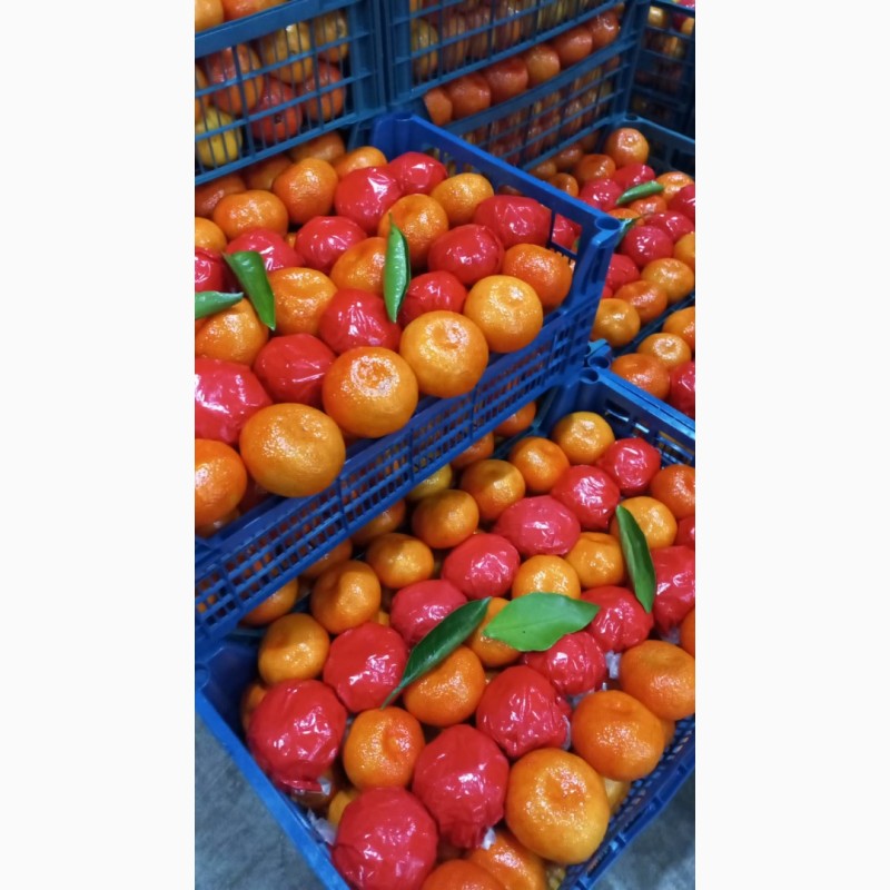 Фото 3. Продам мандарини та лімони від поставщика з 5 тонн