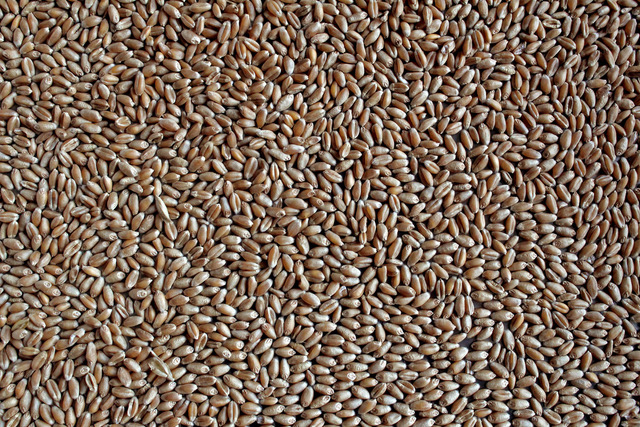 Фото 5. Органічна Пшениця оптом на палеті, 750кг палет, сертифікована