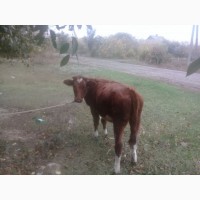 Закупка коров быков по Луганской области