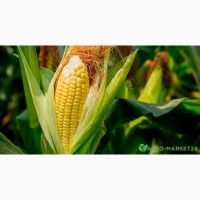 Семена кукурузы Сабин / п.е