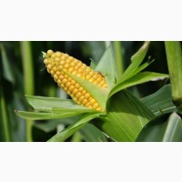 Продам жмых кукурузный (зародыша)