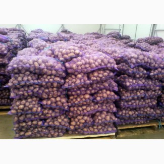 Продам картофель отличного качества белороса с доставкой по всей территорий Украины