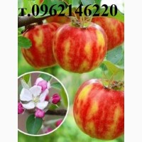 Саджанці Ексклюзивної яблуні “КАРНАВАЛ” (двуколірний дует) 2дет