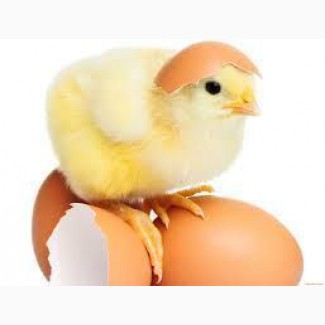 Інкубаційне Яйце Несучки Леггорна