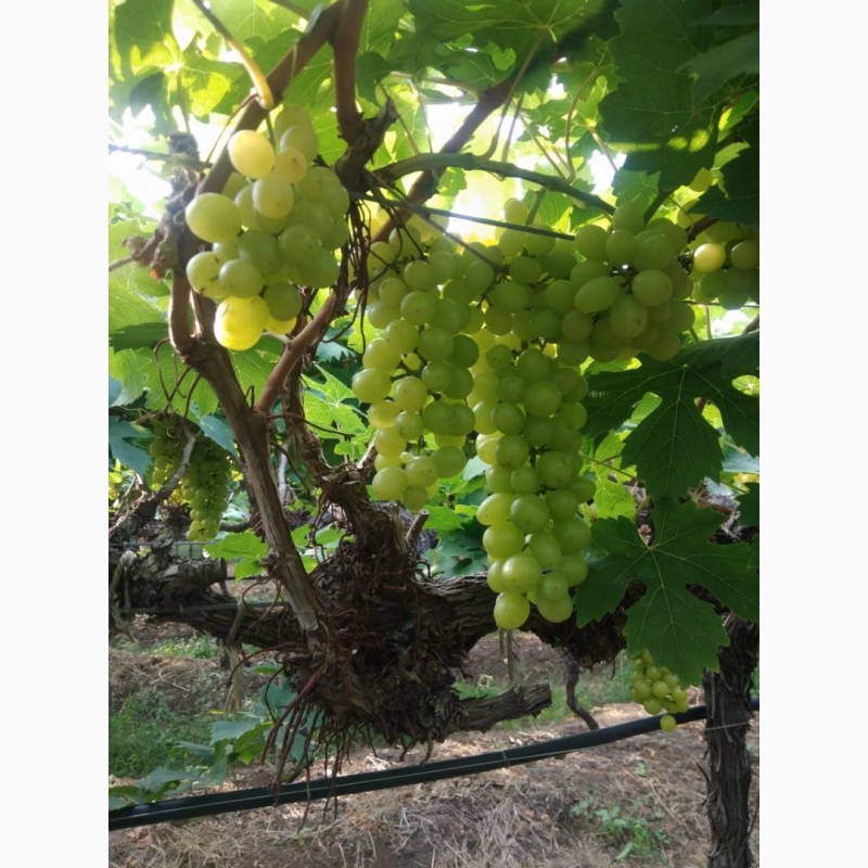 Фото 3. Продам свіжий виноград сорт Tompson (Індія)