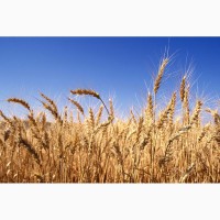Закупаем фуражное зерно