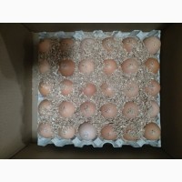 Инкубационное яйцо бройлеров КОББ 500 с Европы
