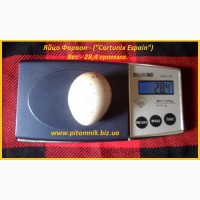 Перепелиные яйца инкубационные Фараон (Espana)