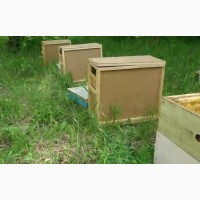 Бджолопакети пчелопакеты карпатка
