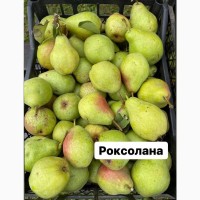 Продам зимову грушу