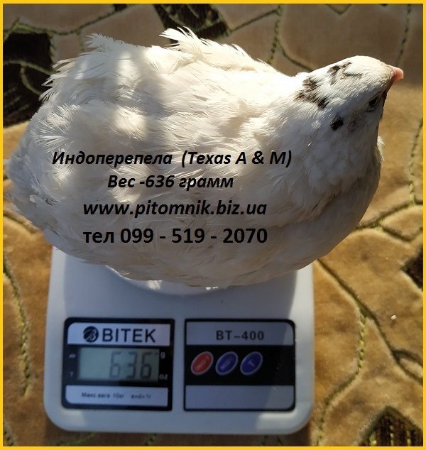 Фото 2. Інкубаційні яйця перепела - Техасець, Фенікс, Фараон (USA)