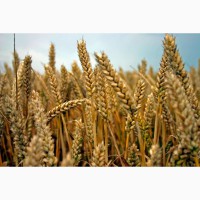 Продам семена пшеницы озимой Полба, Спельта