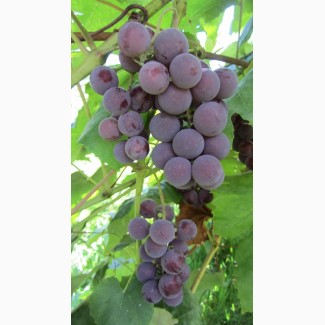 Неукривний виноград