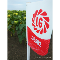 Семена подсолнечника гибрид ЛГ 5582 (LG 5582)