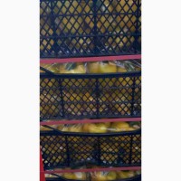 Перец Кубический желтый, сорт Каруа - импорт из Турции - крупный опт более 22 тн