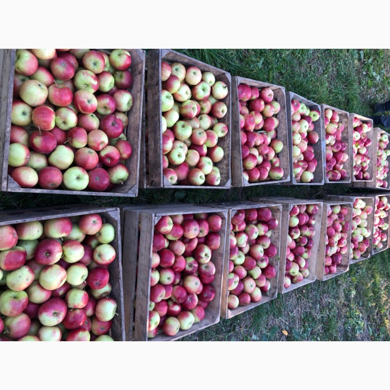 Фото 3. Продам яблука першого сорту