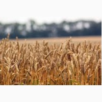 Семена озимой пшеницы Подолянка, урожайность 75, 2-113 ц/га