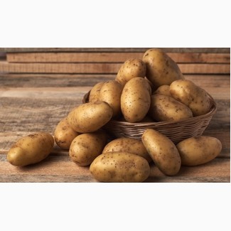 Продам насінневу картоплю 1 репродукції, фракція 35-55 мм