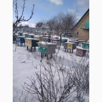 Продаю бджолосімї української степової породи