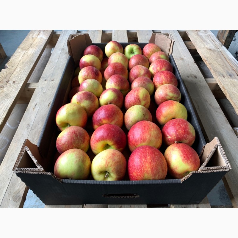 Фото 10. Качественные яблоки оптом от производителя