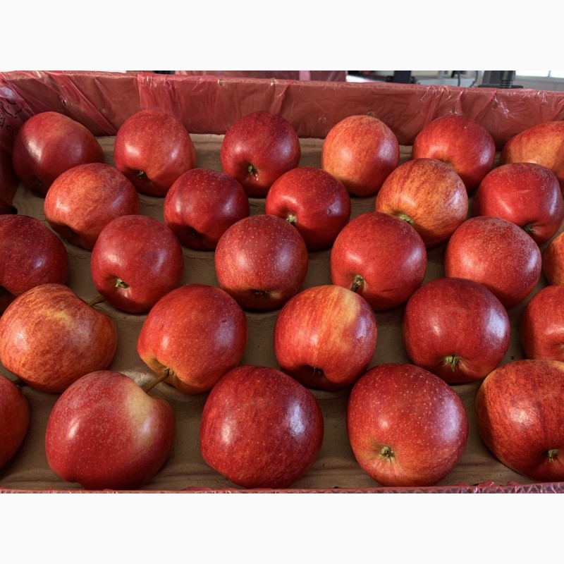 Фото 12. Качественные яблоки оптом от производителя