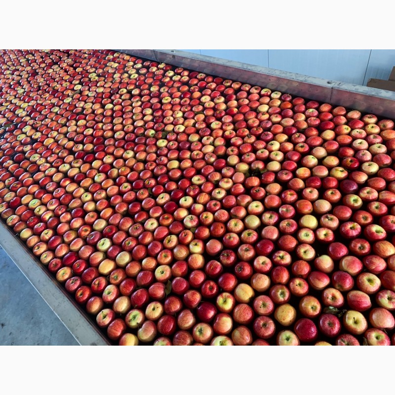 Фото 13. Качественные яблоки оптом от производителя