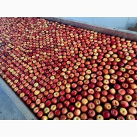 Качественные яблоки оптом от производителя