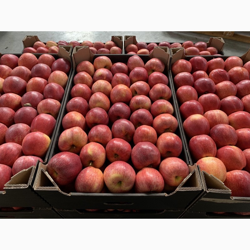 Фото 2. Качественные яблоки оптом от производителя