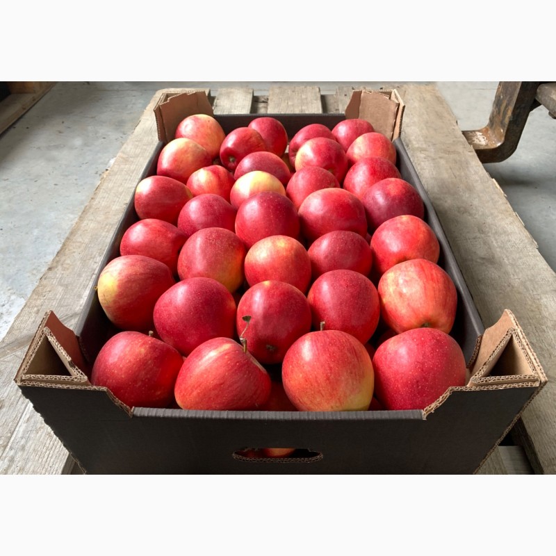 Фото 3. Качественные яблоки оптом от производителя