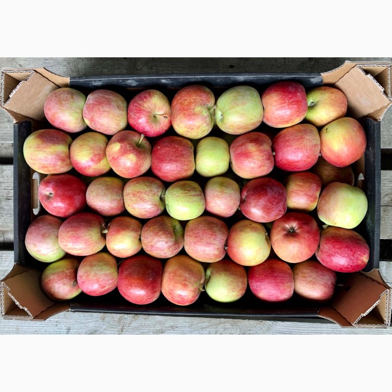Фото 4. Качественные яблоки оптом от производителя