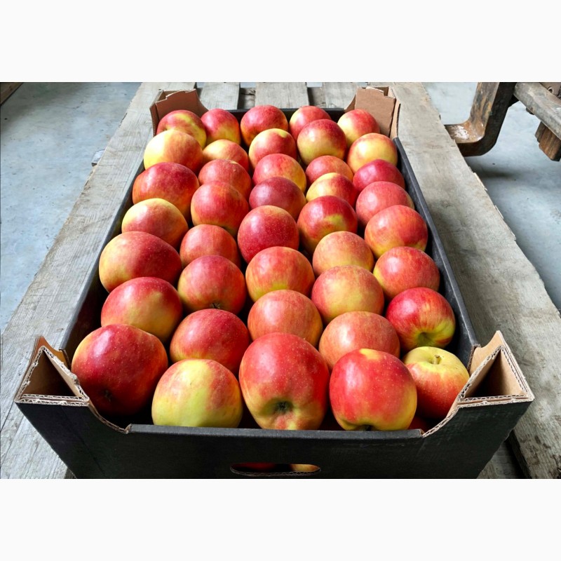 Фото 5. Качественные яблоки оптом от производителя