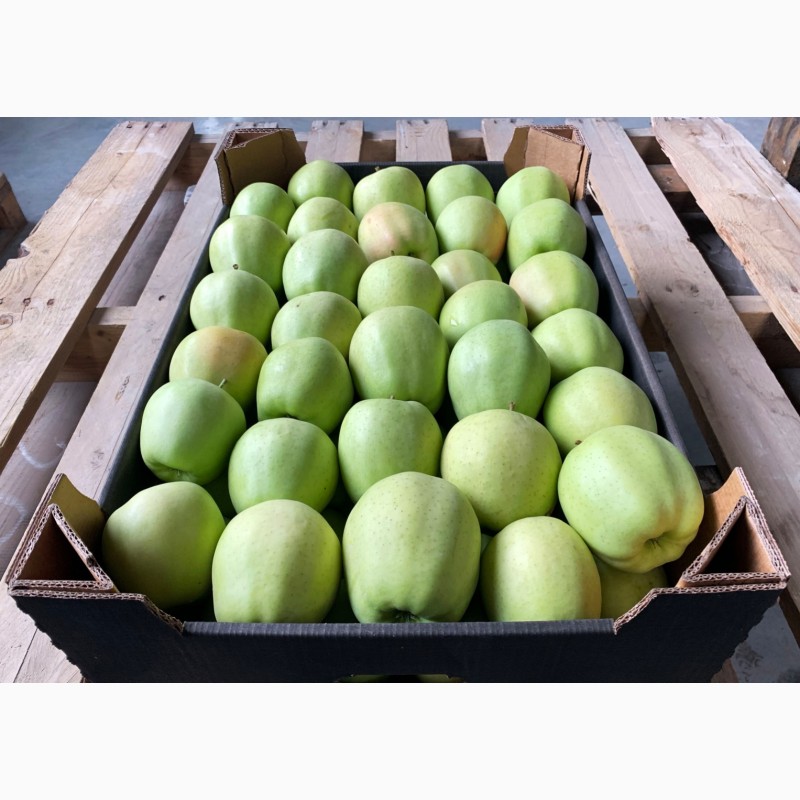 Фото 7. Качественные яблоки оптом от производителя