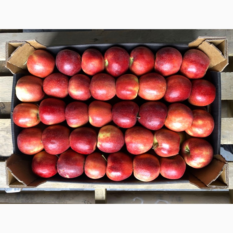 Фото 8. Качественные яблоки оптом от производителя