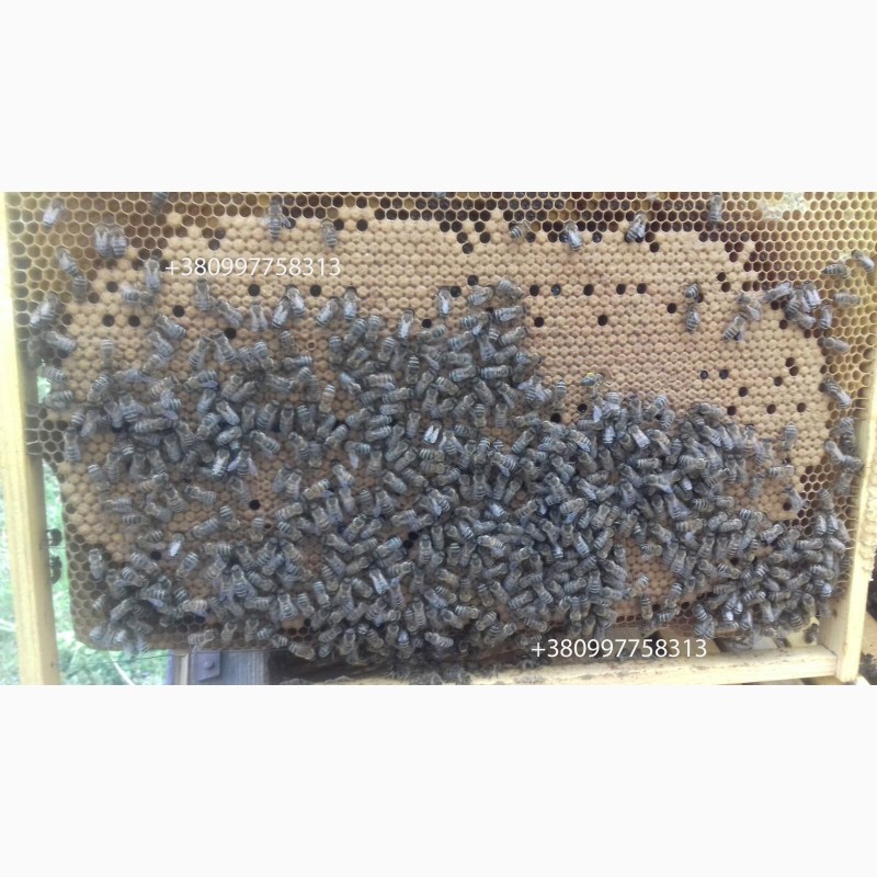 Фото 3. Продам бджолопакети карпатської породи на даданівських рамках