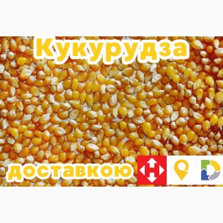 Продам кукурудзу