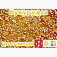 Продам кукурудзу