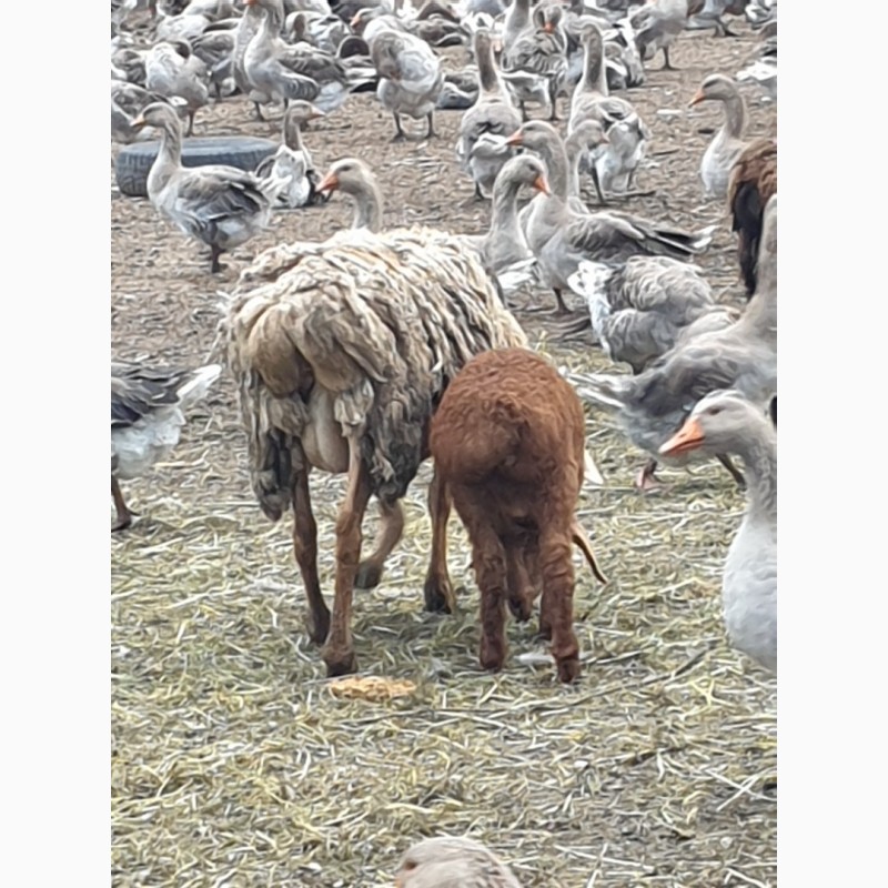 Фото 16. Продам курдючных племенных овец