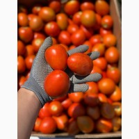 Продам томат сливовидный, любая форма оплаты, только самовывоз уже не большие обьемы