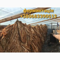 Проодам Тютюн Вірджінія ціна 400 грн 1кг
