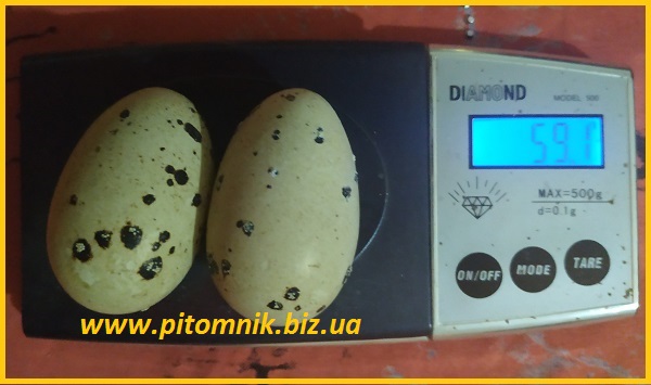 Фото 5. Яйца инкубационные Техасец белый утяжеленный - супер бройлер