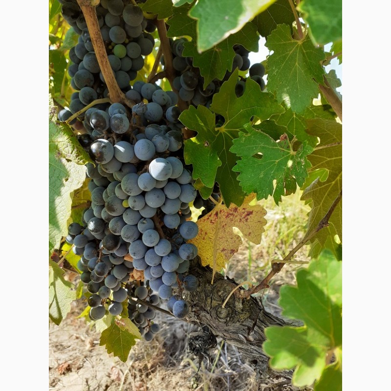 Фото 5. Продам Винопродукт из винограда сорта Каберне