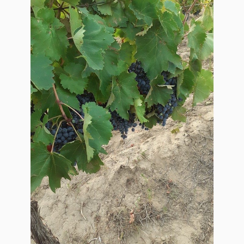 Фото 6. Продам Винопродукт из винограда сорта Каберне